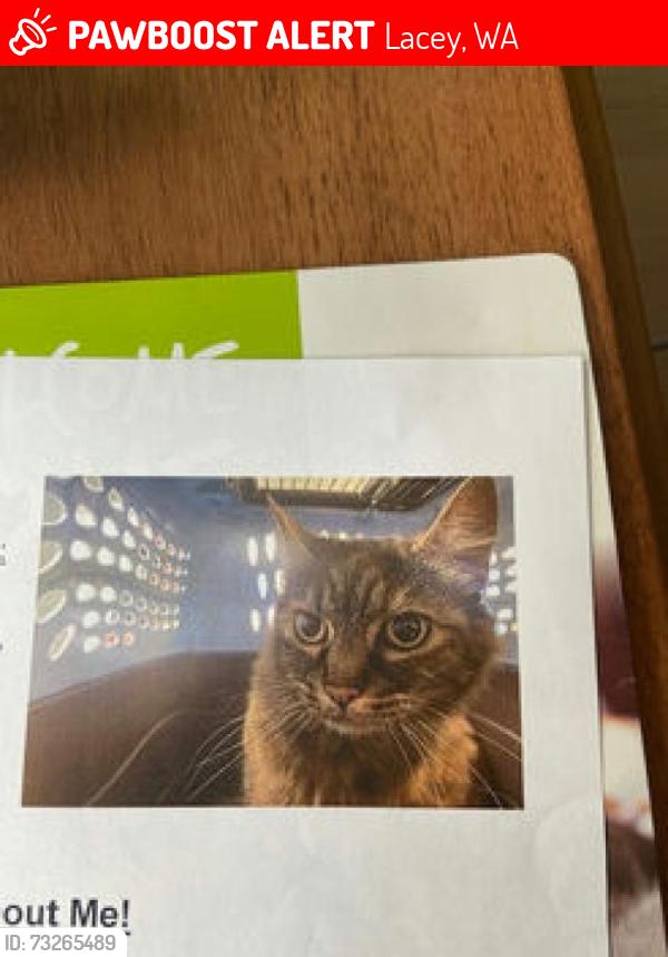Lost Female Cat last seen Jubilee, Lacey, WA 98516