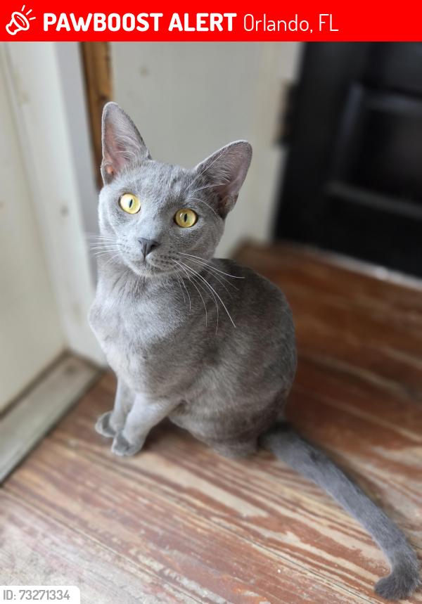 Lost Male Cat last seen Primrose and Jefferson, Orlando, FL 32803