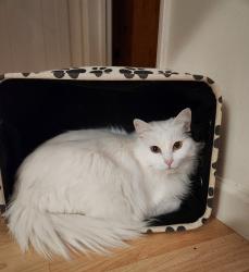 Lost Female Cat last seen Rustic Meadow Court, Bakersfield, CA 93311