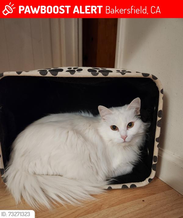 Lost Female Cat last seen Rustic Meadow Court, Bakersfield, CA 93311