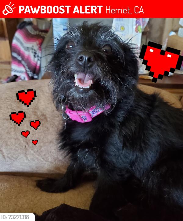Lost Female Dog last seen Martin Road and Sage Rd. Just below saint johns grade, Hemet, CA 92544