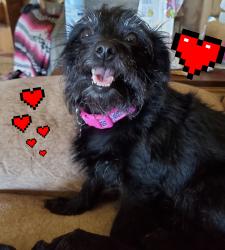 Lost Female Dog last seen Martin Road and Sage Rd. Just below saint johns grade, Hemet, CA 92544