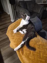 Reunited Male Cat last seen Albion Street and pearl street, polish halls, Brantford, ON N3T 3M8