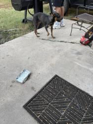 Found/Stray Male Dog last seen country club, Brownsville, TX 78520