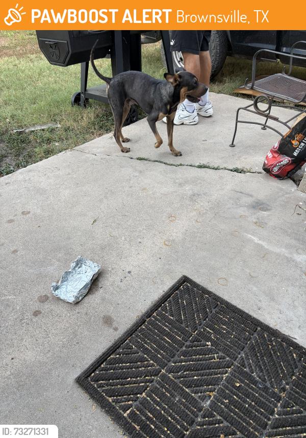 Found/Stray Male Dog last seen country club, Brownsville, TX 78520