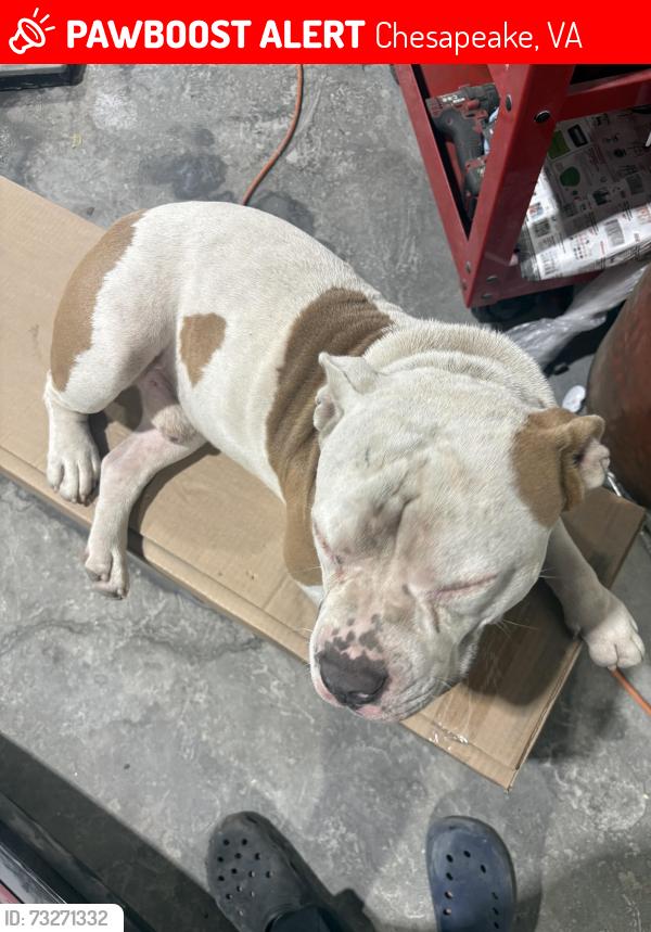Lost Male Dog last seen Chesapeake Ave, Chesapeake, VA 23324