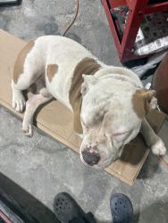 Lost Male Dog last seen Chesapeake Ave, Chesapeake, VA 23324