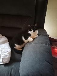 Lost Male Cat last seen Near NW 1st Ct, Pompano Beach, FL 33069, Pompano Beach, FL 33069
