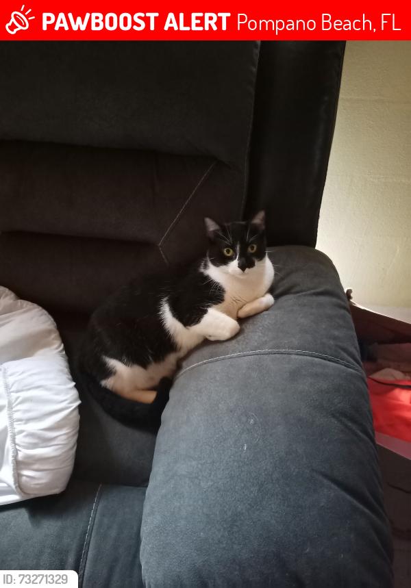 Lost Male Cat last seen Near NW 1st Ct, Pompano Beach, FL 33069, Pompano Beach, FL 33069
