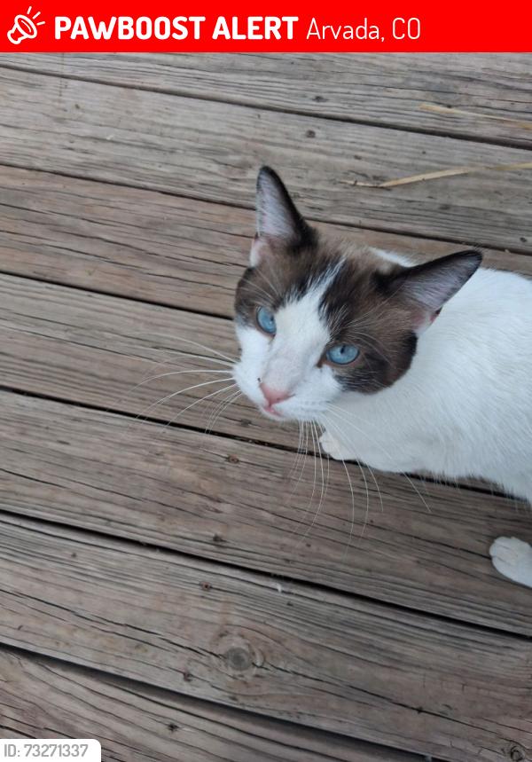 Lost Male Cat last seen Near th and lowel, Arvada, CO 80003
