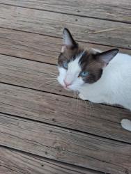 Lost Male Cat last seen Near th and lowel, Arvada, CO 80003