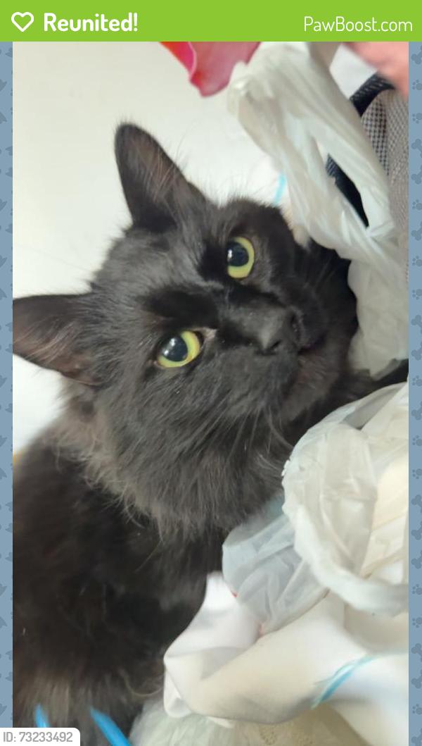 Reunited Male Cat last seen Near Rufus Allen Blvd, South Lake Tahoe, CA 96150, South Lake Tahoe, CA 96150