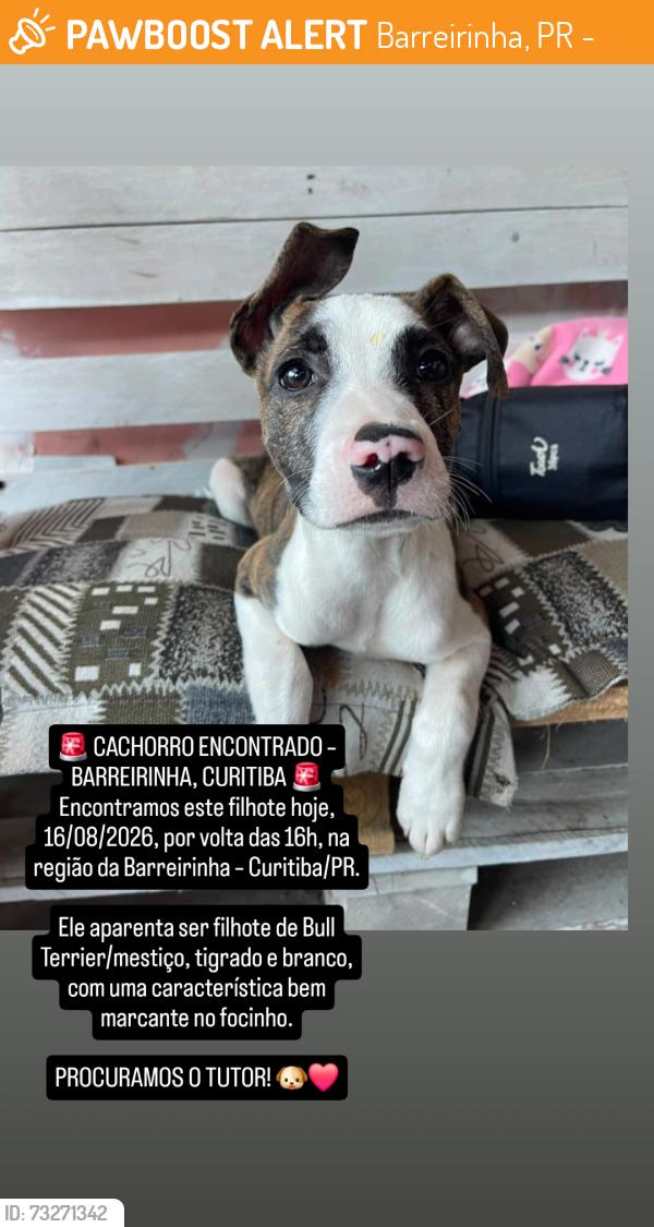 Found/Stray Male Dog last seen CURITIBA, Barreirinha, PR 82700-000