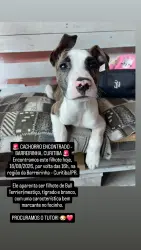 Found/Stray Male Dog last seen CURITIBA, Barreirinha, PR 82700-000