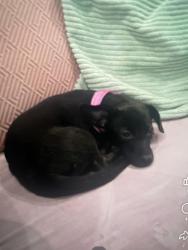 Lost Female Dog last seen Near, Austin, TX 78752