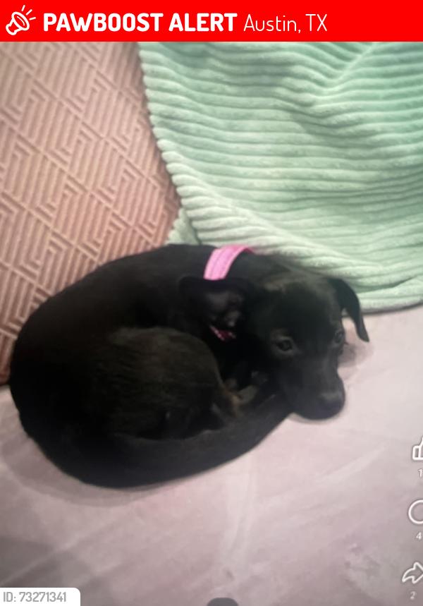 Lost Female Dog last seen Near, Austin, TX 78752