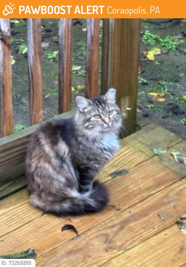 Found/Stray Unknown Cat last seen Brook Street, Coraopolis, PA 15108
