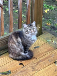 Found/Stray Unknown Cat last seen Brook Street, Coraopolis, PA 15108