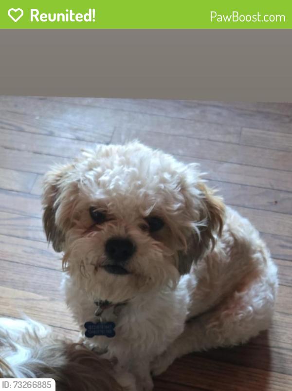 Reunited Male Dog last seen Gulfton apmts, Houston, TX 77081