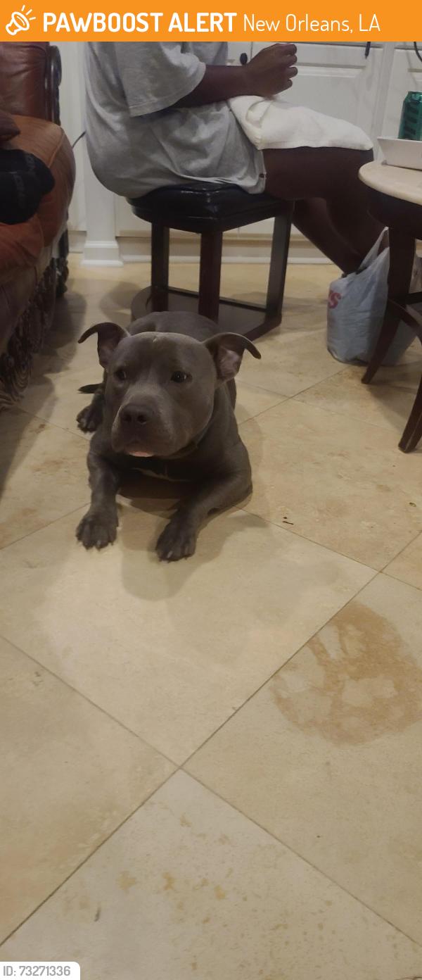 Found/Stray Male Dog last seen Downman Road & Hayne Boulevard, New Orleans, LA 70126
