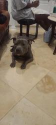 Found/Stray Male Dog last seen Downman Road & Hayne Boulevard, New Orleans, LA 70126