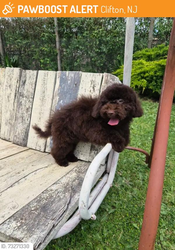 Found/Stray Female Dog last seen Main Avenue, Clifton, NJ 07013