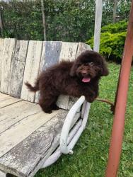 Found/Stray Female Dog last seen Main Avenue, Clifton, NJ 07013