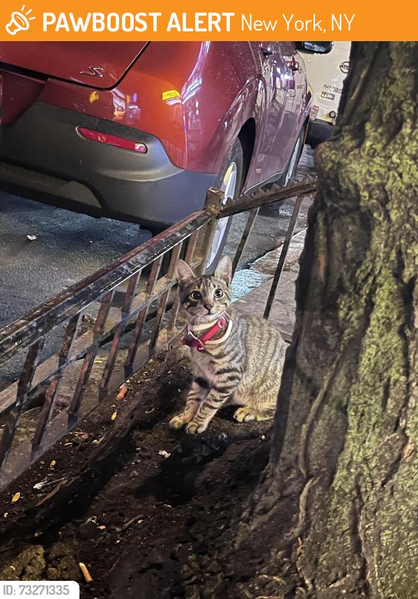 Found/Stray Unknown Cat last seen Near st and broadway, New York, NY 10032