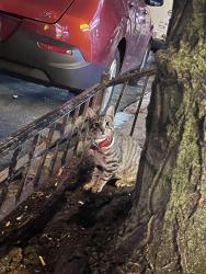Found/Stray Unknown Cat last seen Near st and broadway, New York, NY 10032