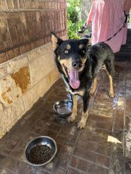 Found/Stray Male Dog last seen On yellow Barberry dr in Richmond Harvest green 77406, Pecan Grove, TX 77406