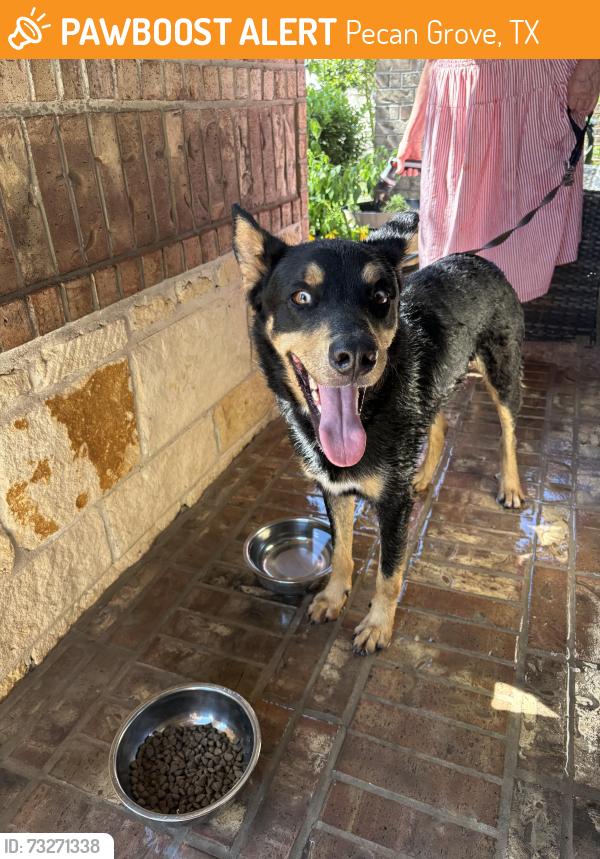 Found/Stray Male Dog last seen On yellow Barberry dr in Richmond Harvest green 77406, Pecan Grove, TX 77406