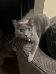 Reunited Female Cat last seen Barton st and cannon st, Hamilton, ON 