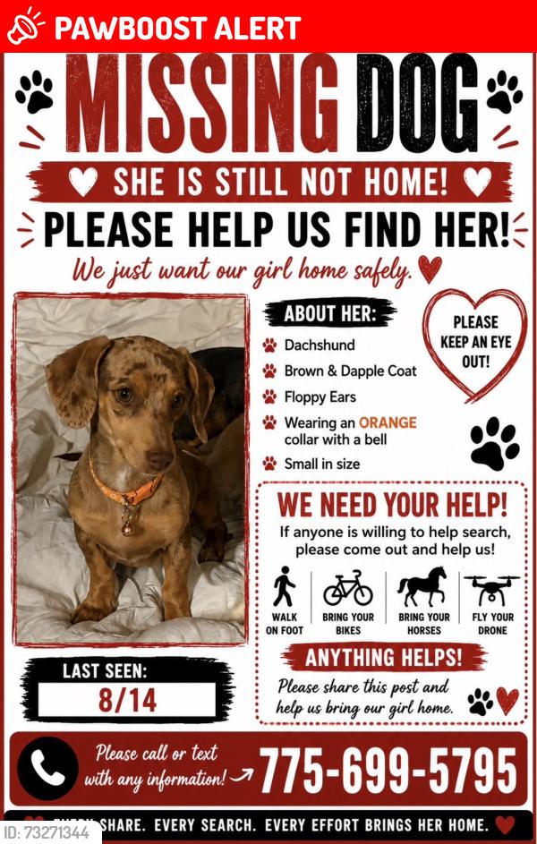 Lost Female Dog last seen Hornby and Casey, Churchill County, NV 89406