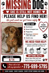Lost Female Dog last seen Hornby and Casey, Churchill County, NV 89406