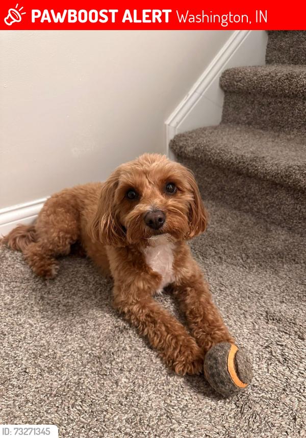 Lost Female Dog last seen Southeast 11th st., Washington, IN 47501
