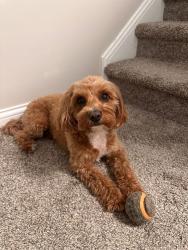 Lost Female Dog last seen Southeast 11th st., Washington, IN 47501
