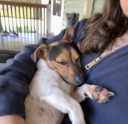 Reunited Male Dog last seen NE 99th Lane, Anthony, FL 32617