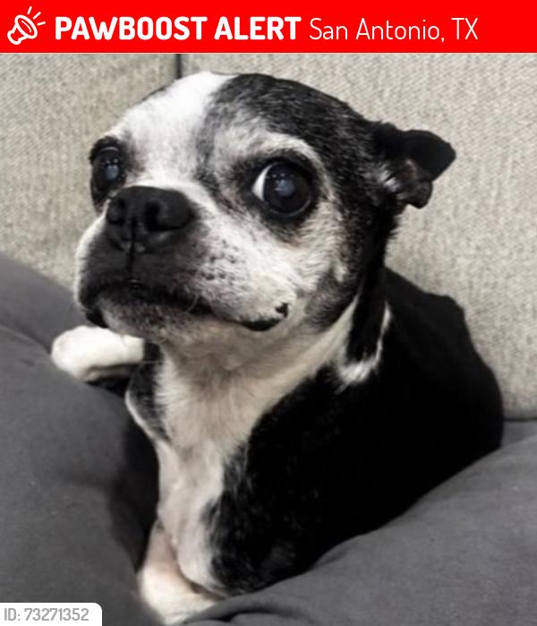 Lost Female Dog last seen Evans Rd, Wortham Oaks, Morgan’s Wonderland Camp, San Antonio, TX 78261