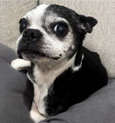 Lost Female Dog last seen Evans Rd, Wortham Oaks, Morgan’s Wonderland Camp, San Antonio, TX 78261