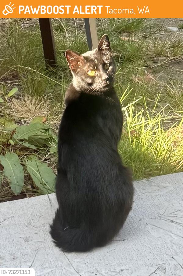 Found/Stray Unknown Cat last seen N Bennett and N 31st Street, Tacoma, WA 98407