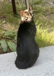 Found/Stray Unknown Cat last seen N Bennett and N 31st Street, Tacoma, WA 98407