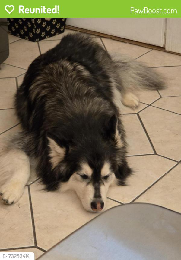 Reunited Male Dog last seen Walgreens Walmart south, Cleveland, TN 37323