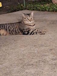 Found/Stray Male Cat last seen McCoy Drive and Murl Drive, Irving, TX 75062