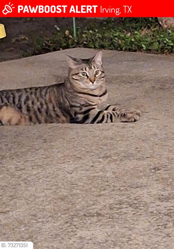 Found/Stray Male Cat last seen McCoy Drive and Murl Drive, Irving, TX 75062