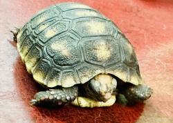 Found/Stray Unknown Reptile last seen The hammocks 33196f, Miami, FL 33196