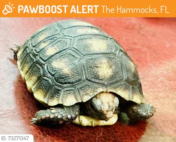 Found/Stray Unknown Reptile last seen The hammocks 33196f, Miami, FL 33196