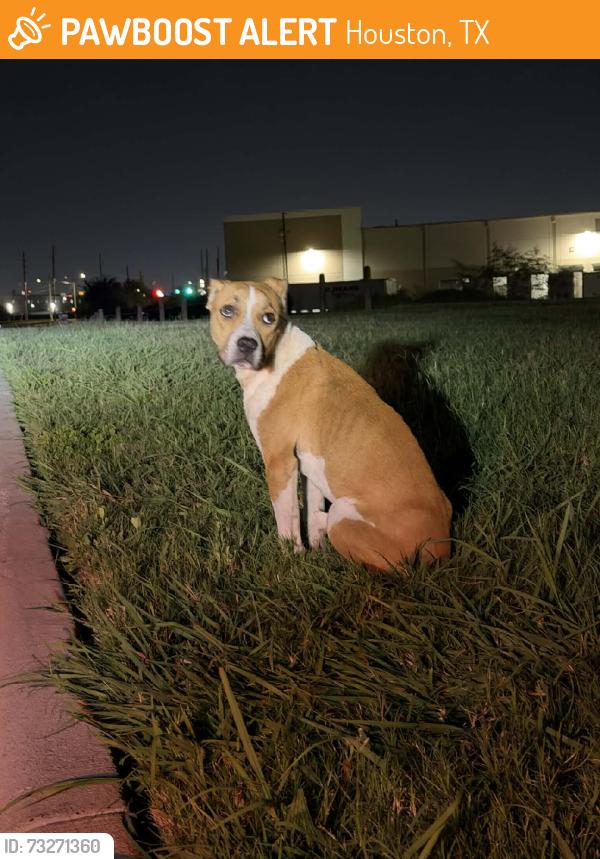 Found/Stray Male Dog last seen Ella Blvd, Houston, TX 77086