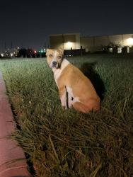 Found/Stray Male Dog last seen Ella Blvd, Houston, TX 77086