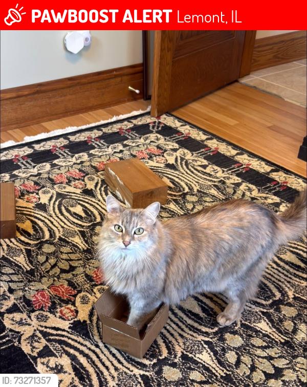 Lost Female Cat last seen Harasek St and McCarthy Rd Lemont, Lemont, IL 60439