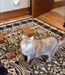 Lost Female Cat last seen Harasek St and McCarthy Rd Lemont, Lemont, IL 60439